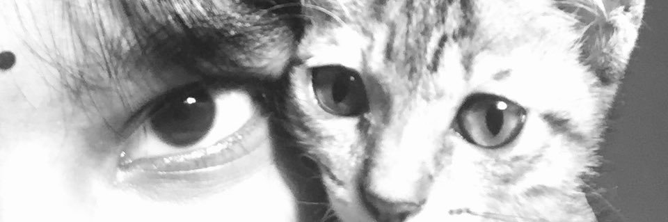 cat banner