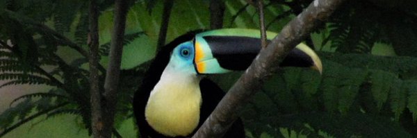 ManantialAurora Profile Banner