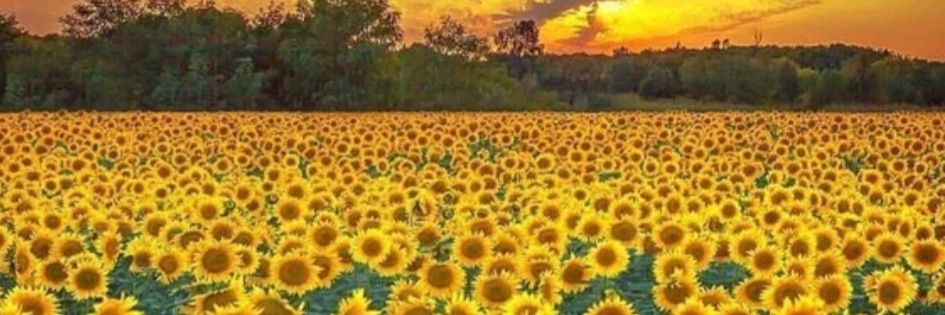 LorettaFaucher🇺🇲🌊🌊🇺🇦🌻's banner