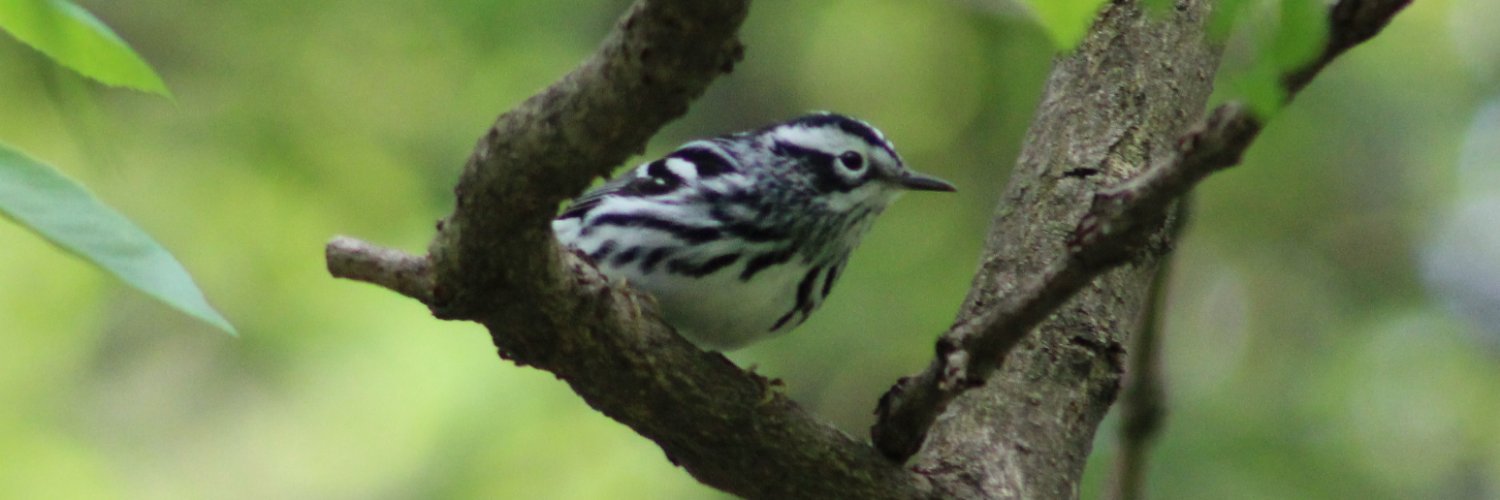 BirdNationBlog's profile banner image