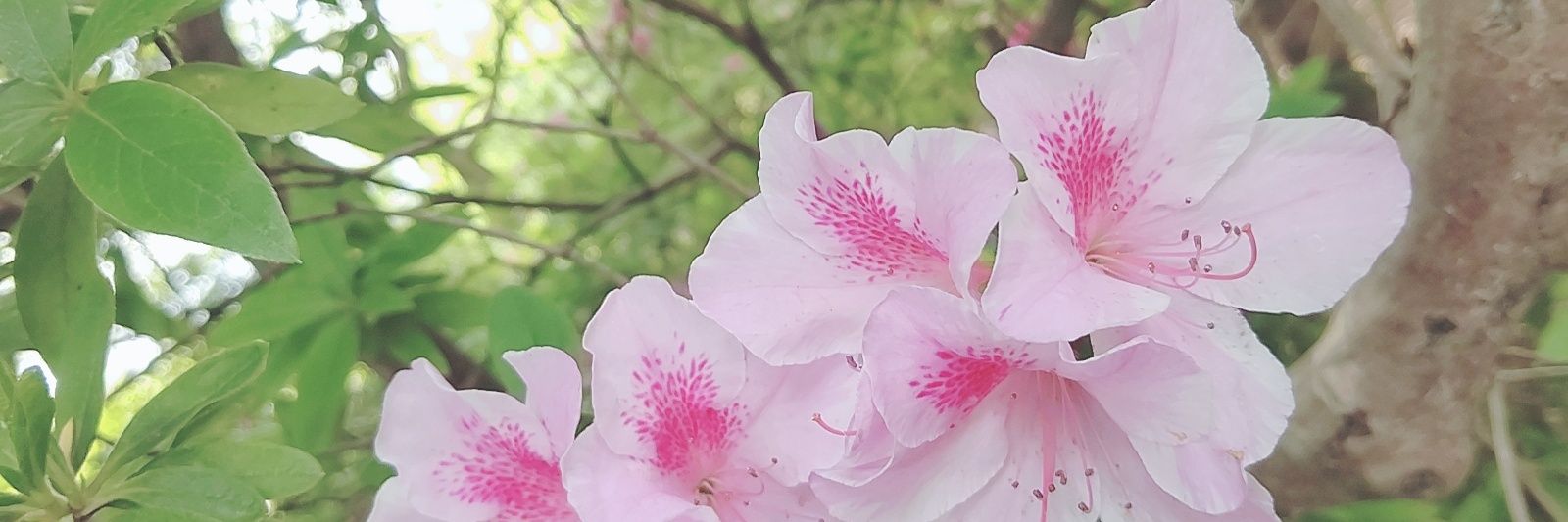 LovenestSweet's profile banner image