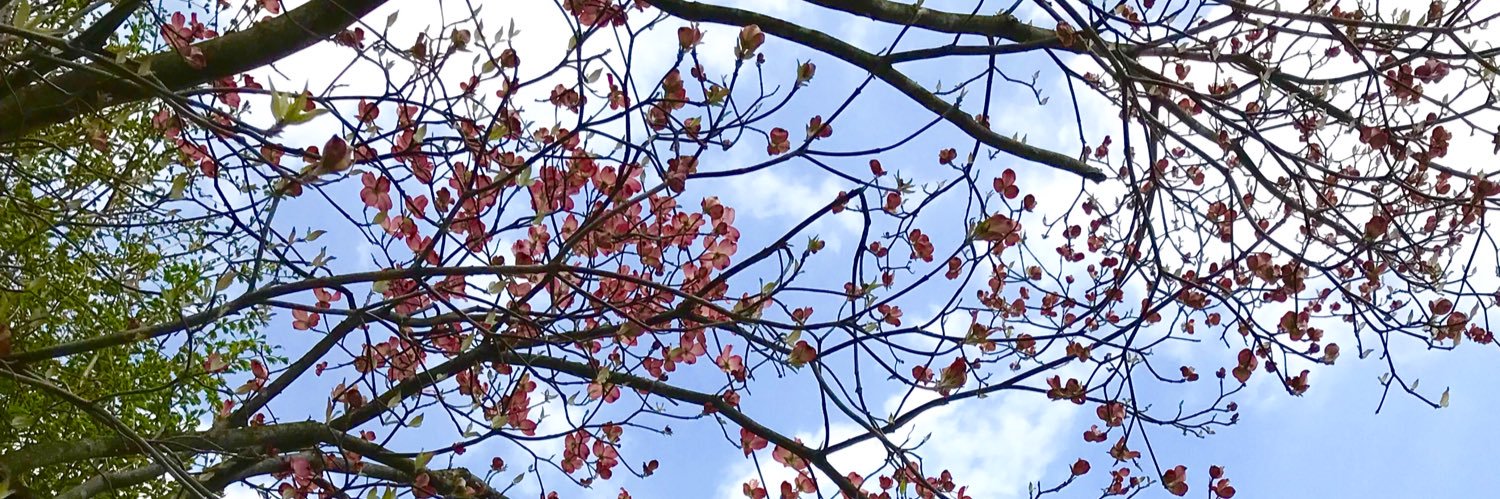 misabee2's profile banner image