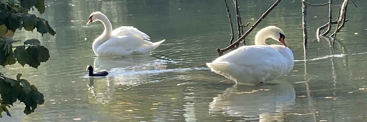 ursidepentor's profile banner image