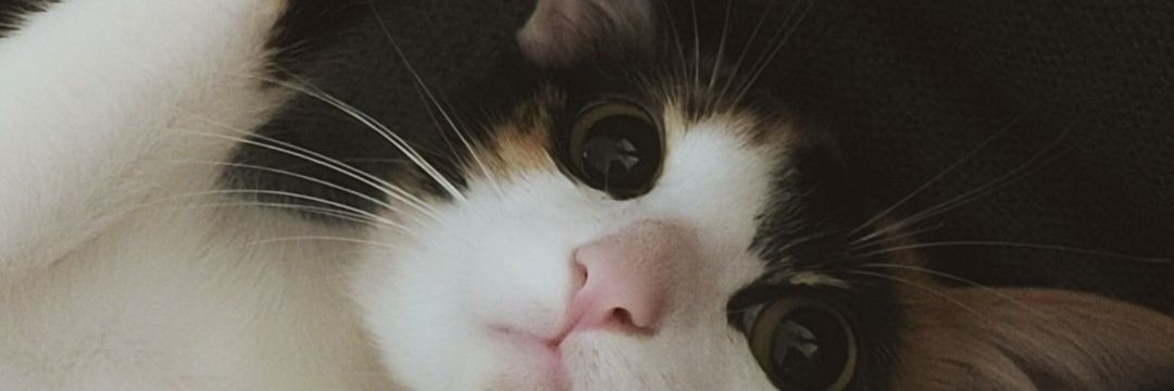 bfiorosse's profile banner image