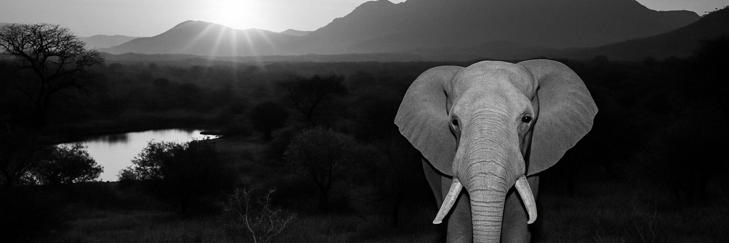 avimeyers's profile banner image