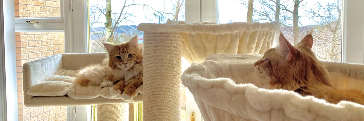 🌈 Buddy 🌈 & Gizmo 🦁🦁's banner