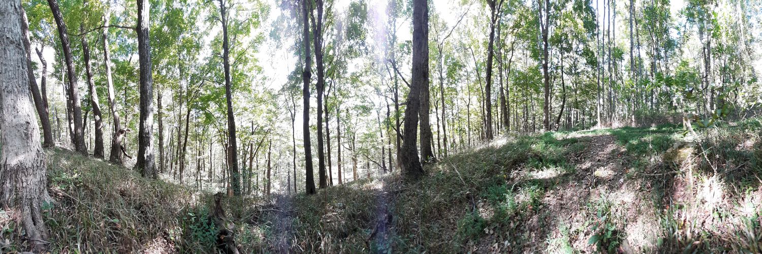 Mistakenly Labeled Archie banner