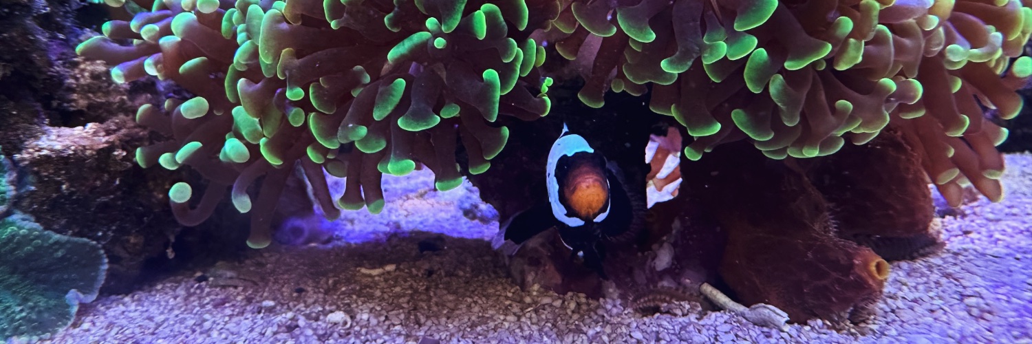 Ze Green Goblin 🐍 banner