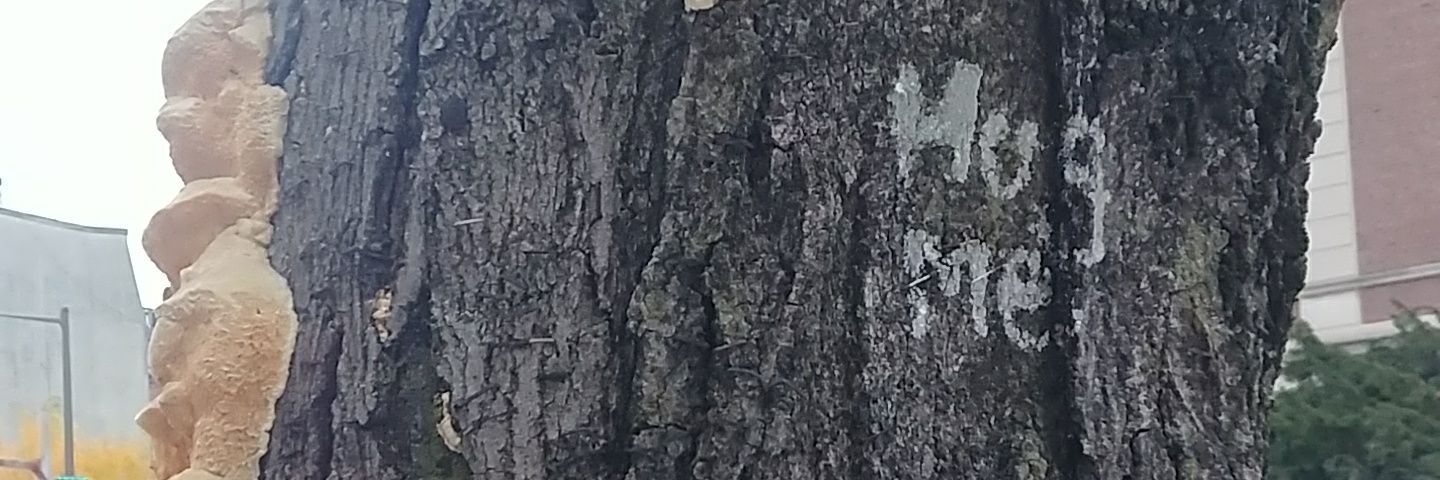 hsnerch's profile banner image