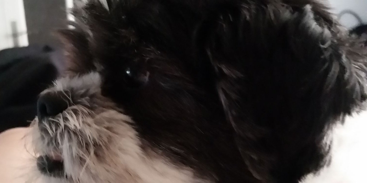 stephanieecoops's profile banner image