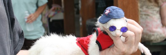 eden spaghetti 🍝 banner