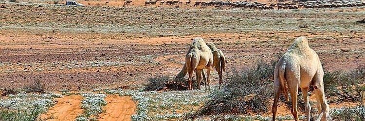 abuwafi66's profile banner image