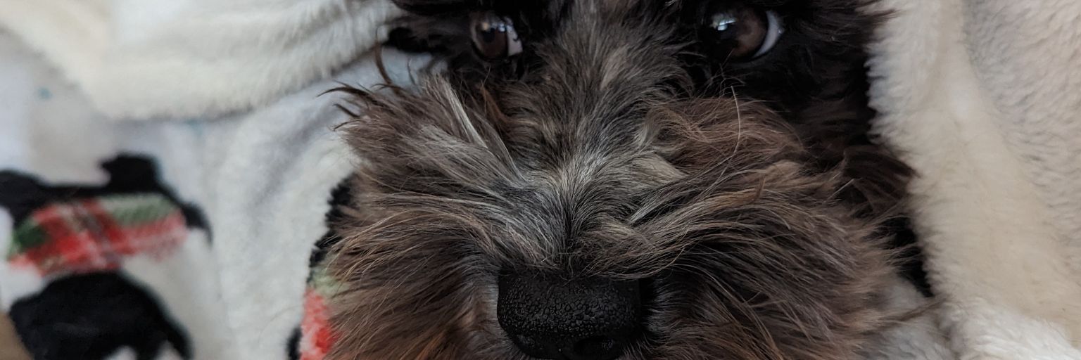 TerriHorat's profile banner image