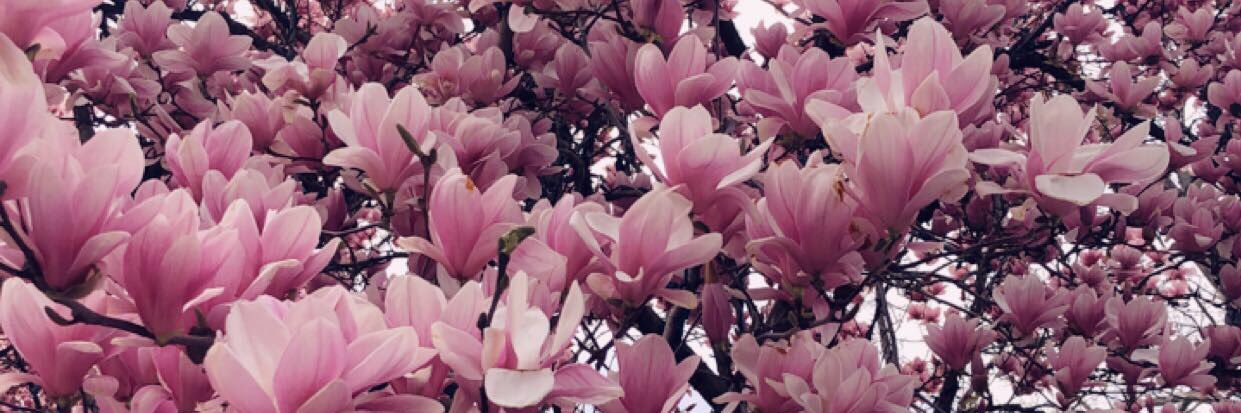 ngahuynh22's profile banner image
