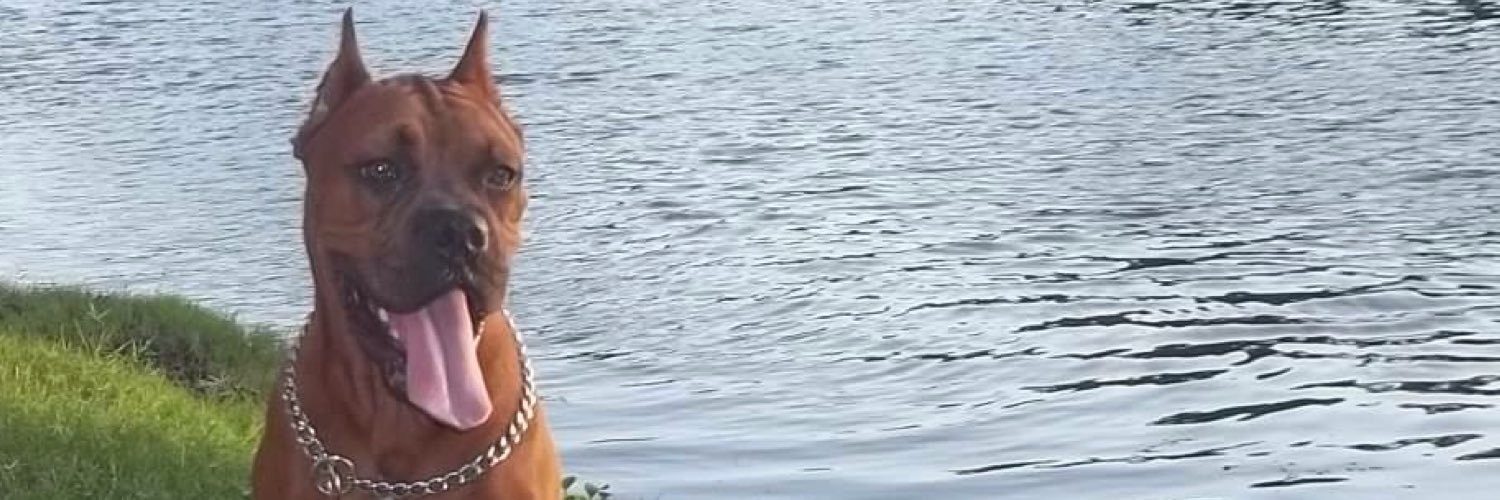 Luisaferarnold's profile banner image