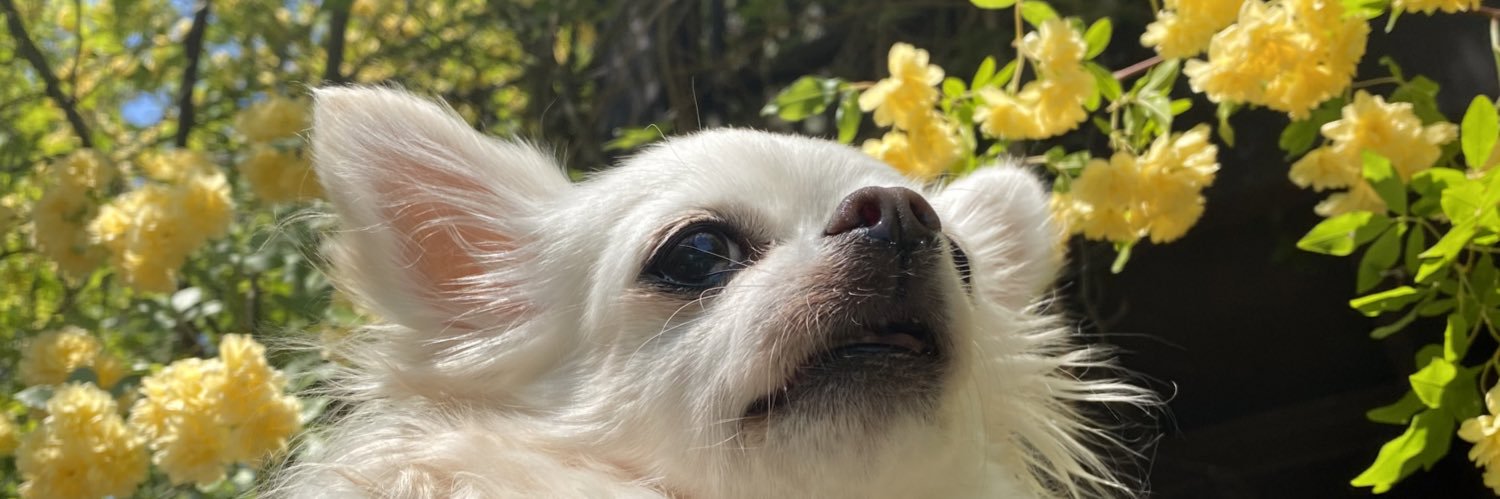 toco_kare's profile banner image