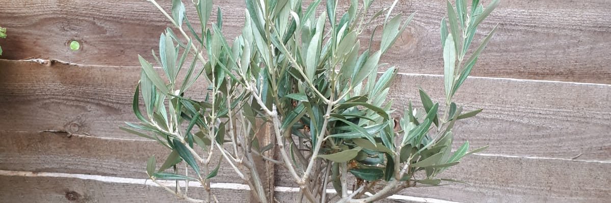 Michael Gilmore banner