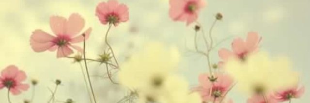 daniellelehoux's profile banner image