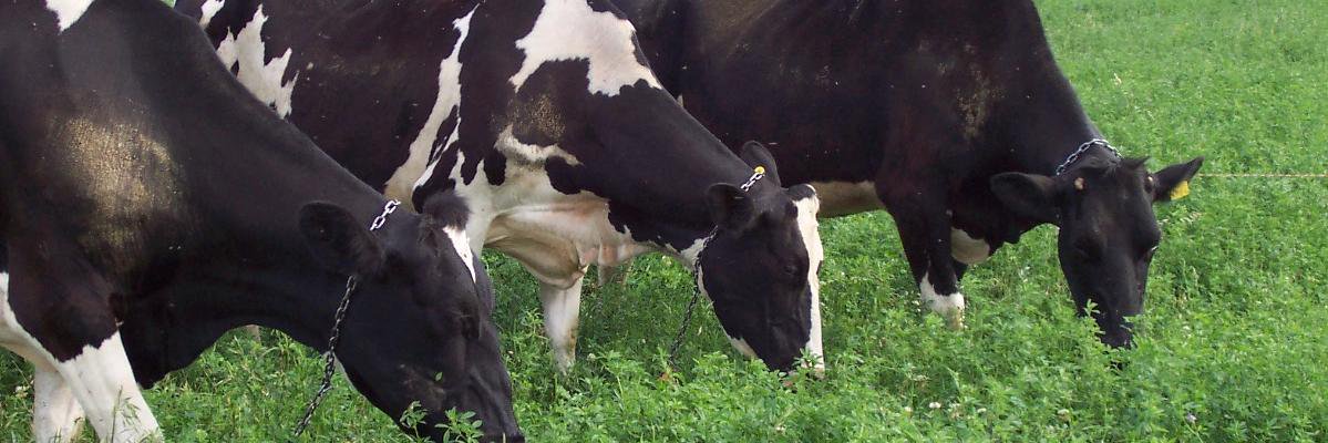 MP_Animal_UBA's profile banner image