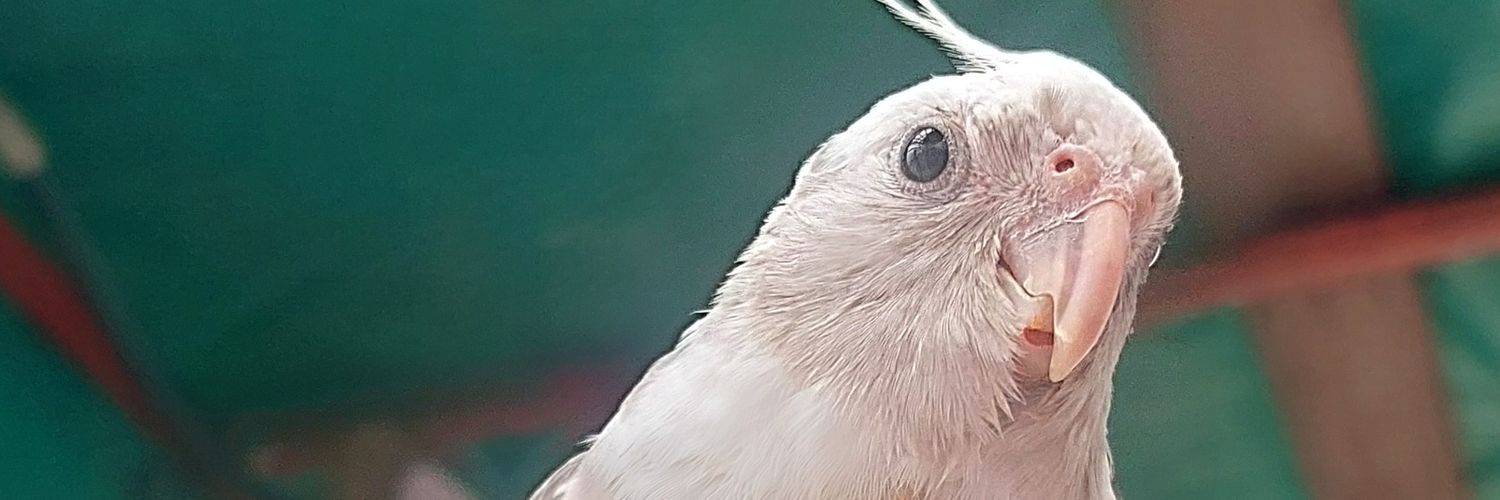 VariStradi's profile banner image