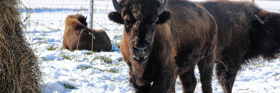 americanbisonco's profile banner image