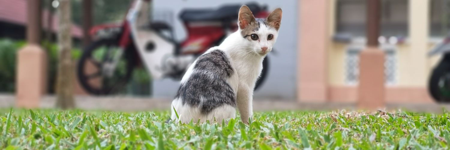 BroAfiq's profile banner image