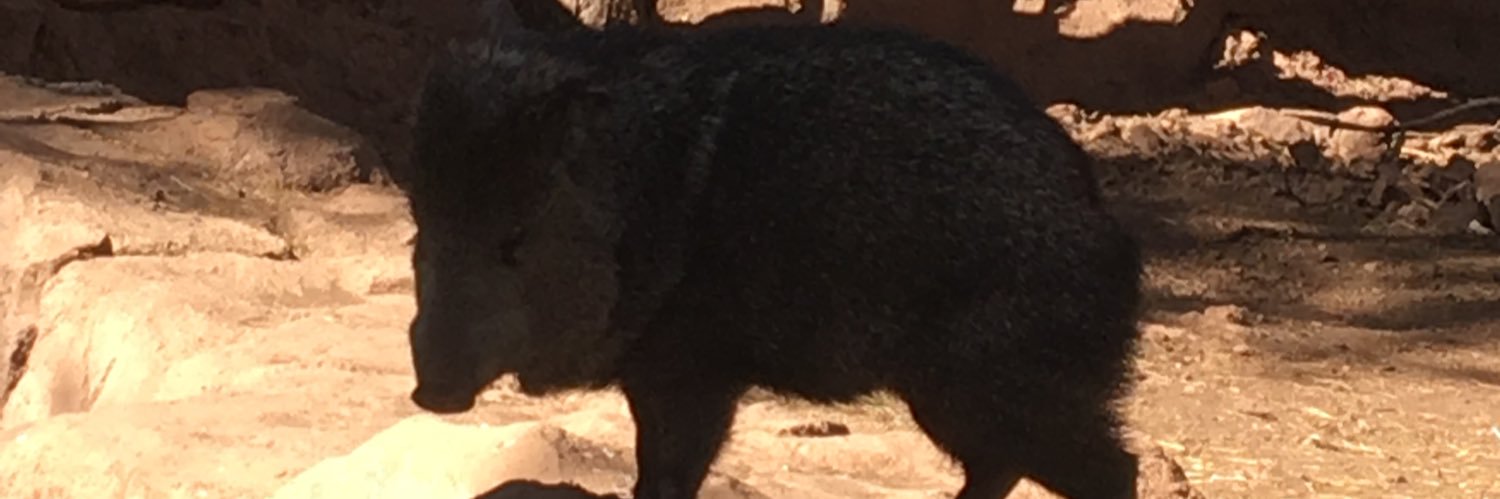 The Isolated Meow banner