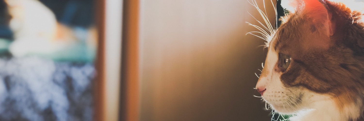 Raf_Naps's profile banner image