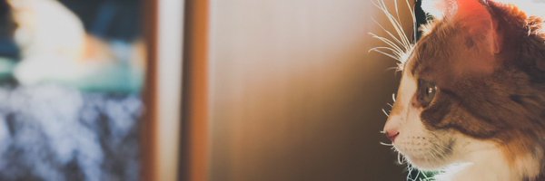 Raf_Naps Profile Banner