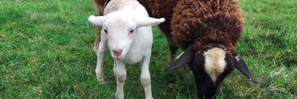 FortunateFarm's profile banner image