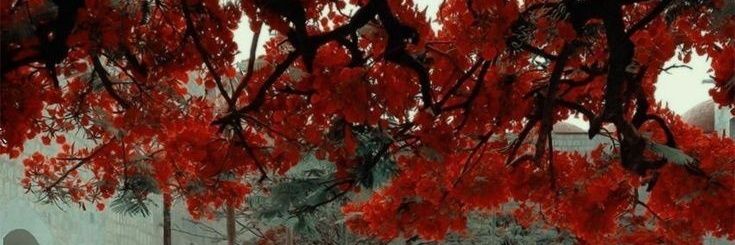 lindae_lovera's profile banner image