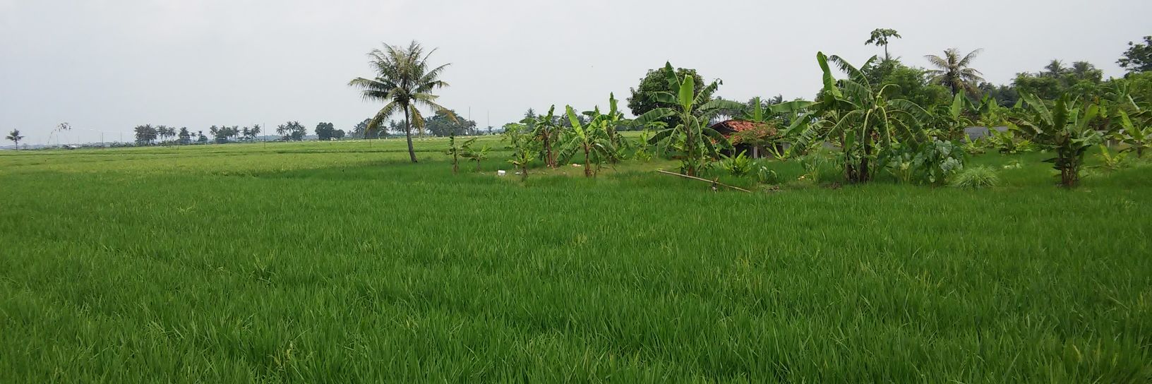 agusdinp's profile banner image