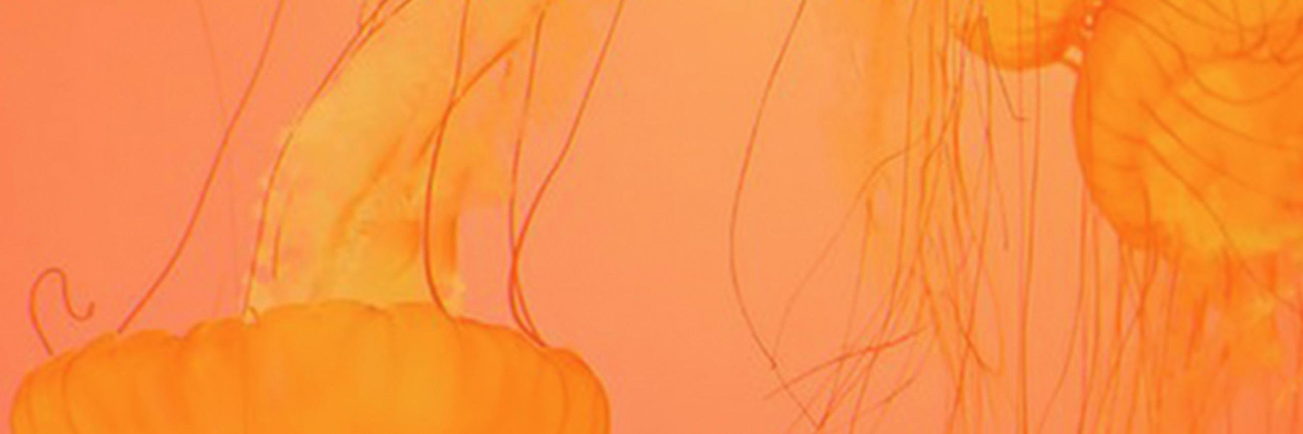 elycollective's profile banner image