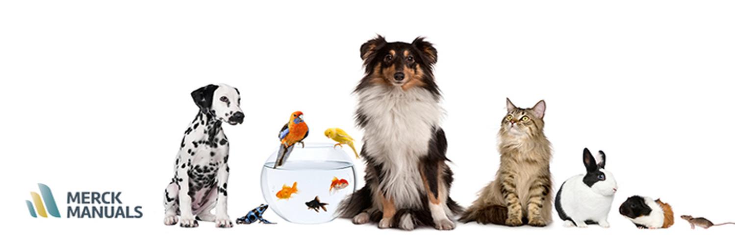 MerckManualPet's profile banner image