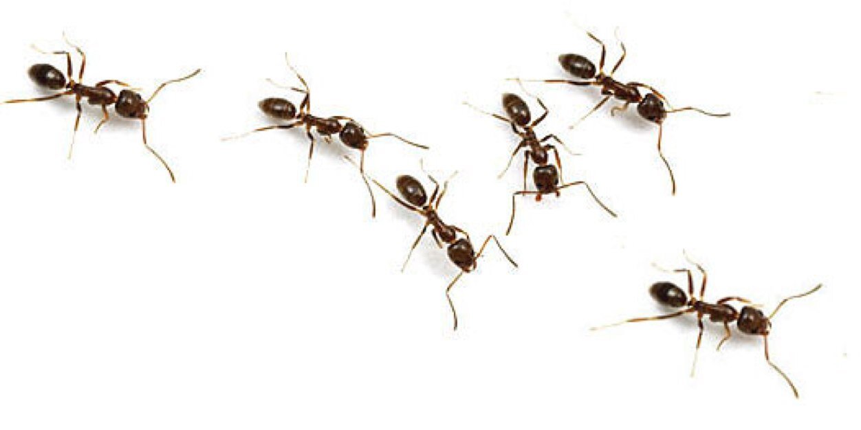 TheRealKingAnt's profile banner image