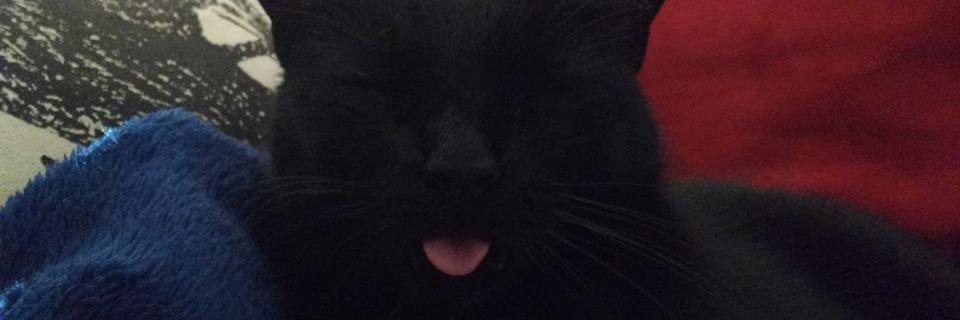 skankcore's profile banner image
