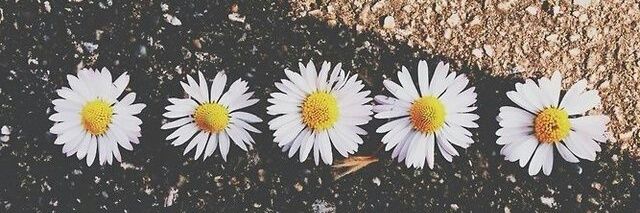 Rebeca_raiol's profile banner image