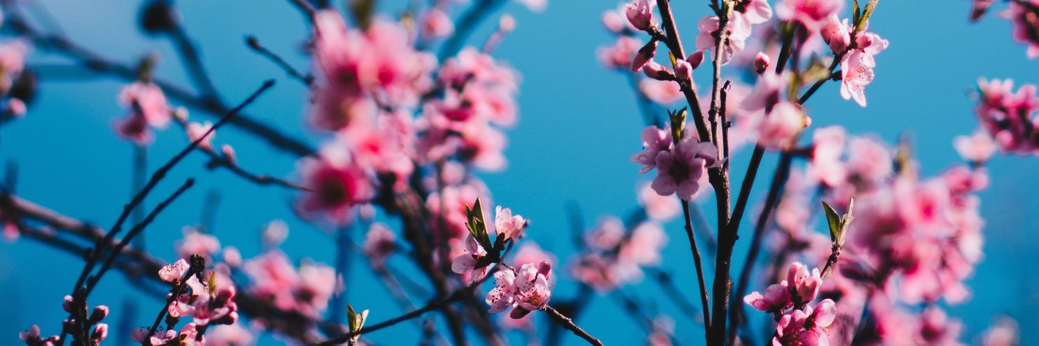 rixzkl's profile banner image