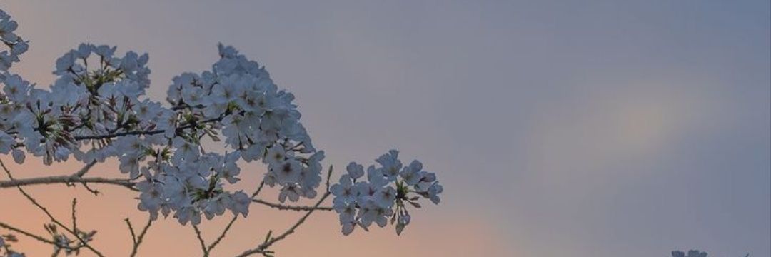__Fronk__'s profile banner image
