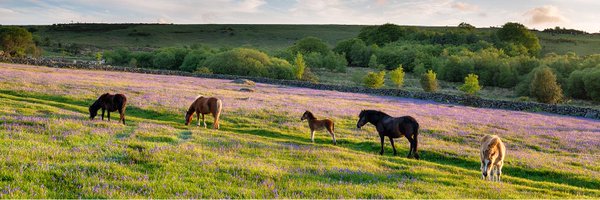 RealDevonMag Profile Banner