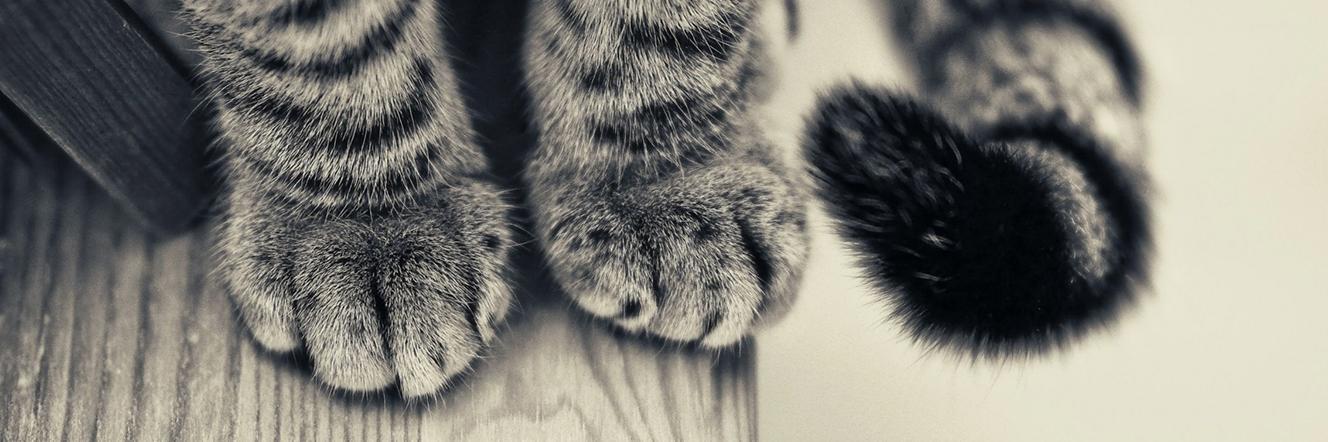 Prettykitty345's profile banner image