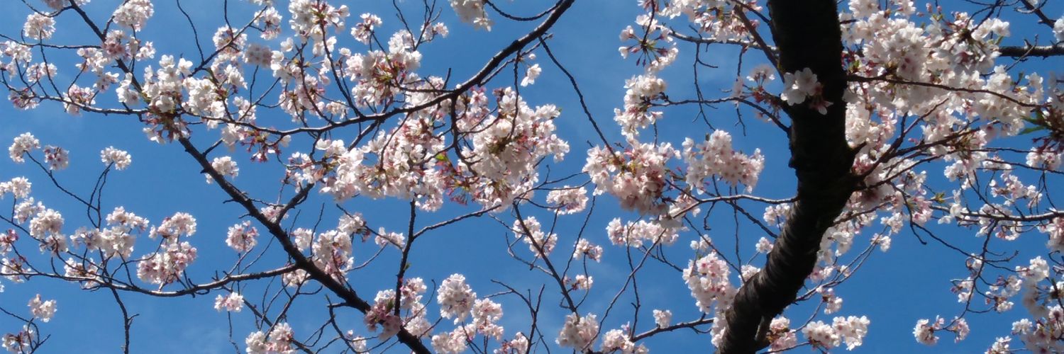 09_seiha's profile banner image