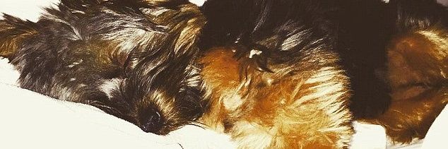 CutieEsther1's profile banner image