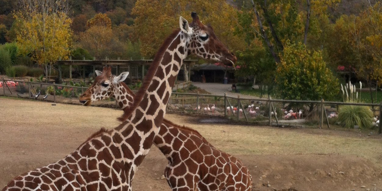 CassieGiraffe's profile banner image