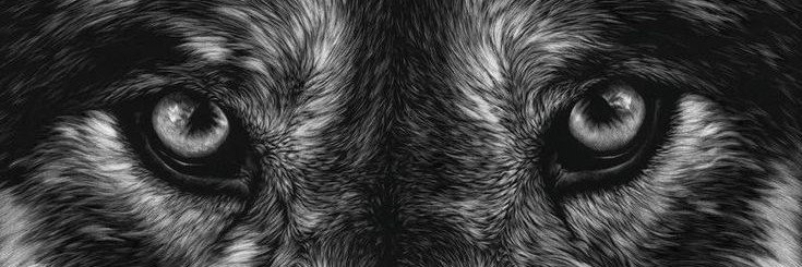 LUPIVORN's profile banner image