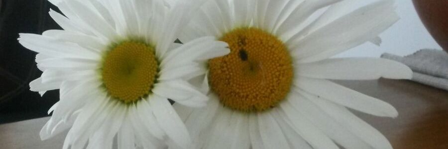 Kitmumbo's profile banner image