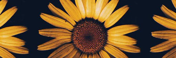 highthymes420 Profile Banner