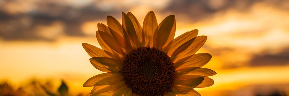 B_Schod's profile banner image