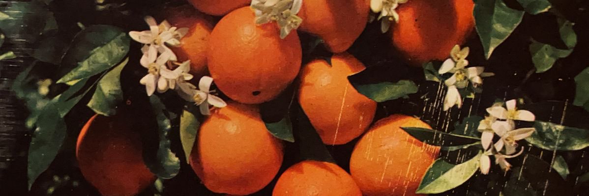 dev4mp's profile banner image