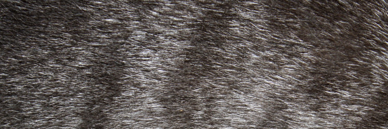Ever__Gray's profile banner image
